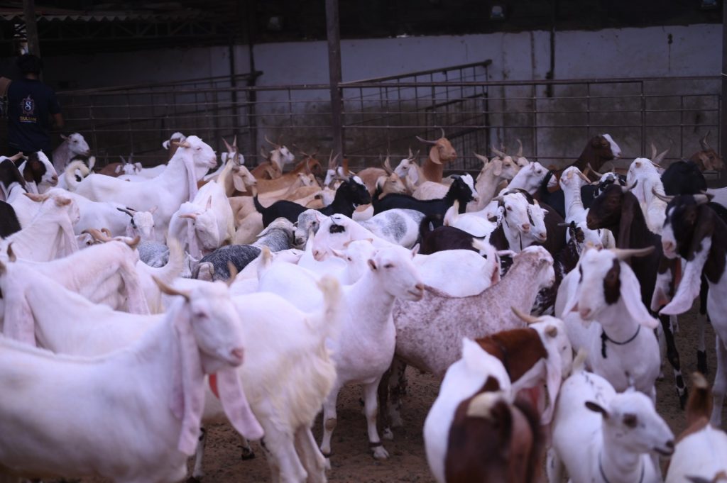 Why Farm-Raised Animals Are a Better Choice
